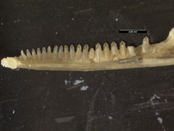 Media type: image;   Herpetology R-57488